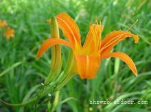 上海花草出租/办公室花卉租赁