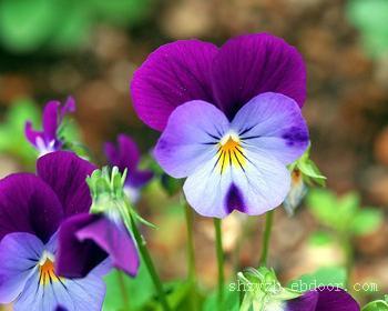 上海花草出租/办公室花卉租赁