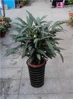 紫背竹芋-上海浦东紫背竹芋价格