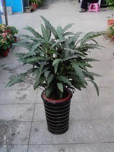 紫背竹芋-上海浦东紫背竹芋价格