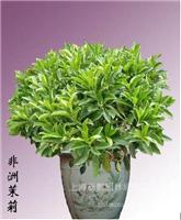 非洲茉莉-上海浦东非洲茉莉专业培育-浦东专业植物养殖