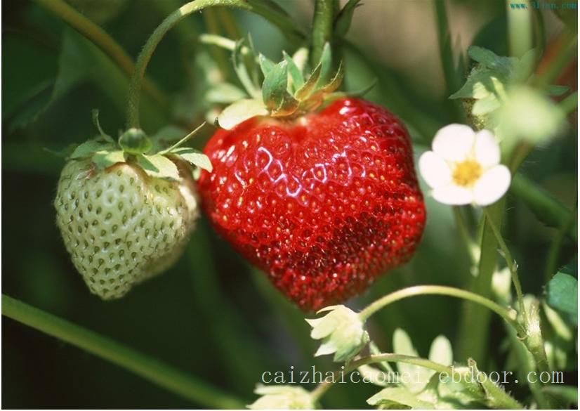 采摘草莓:上海采摘草莓
