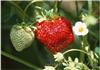 采摘草莓:上海采摘草莓
