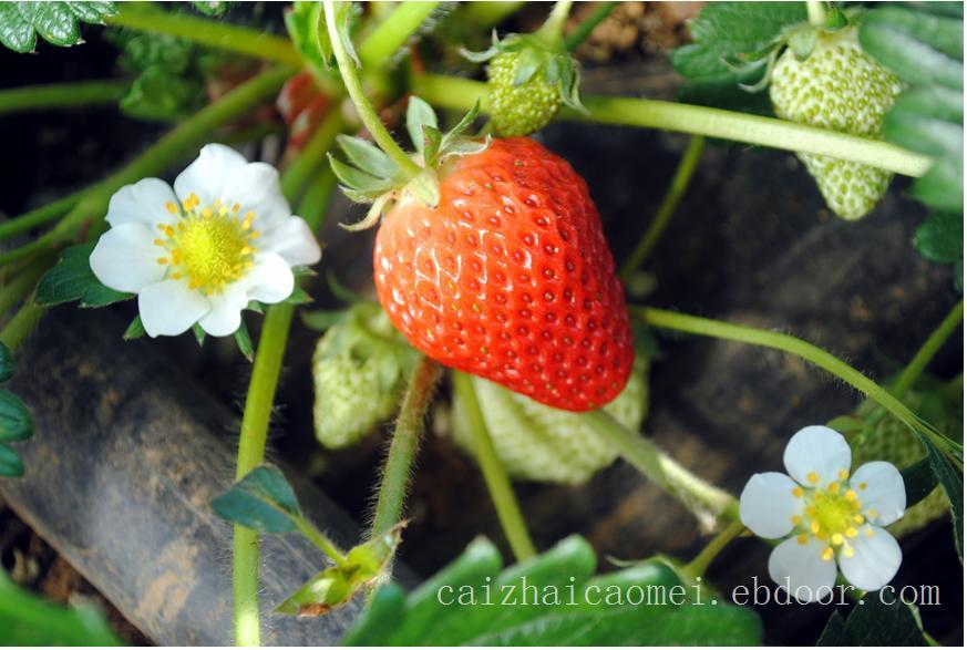上海草莓采摘/上海草莓批发/上海草莓批发价格