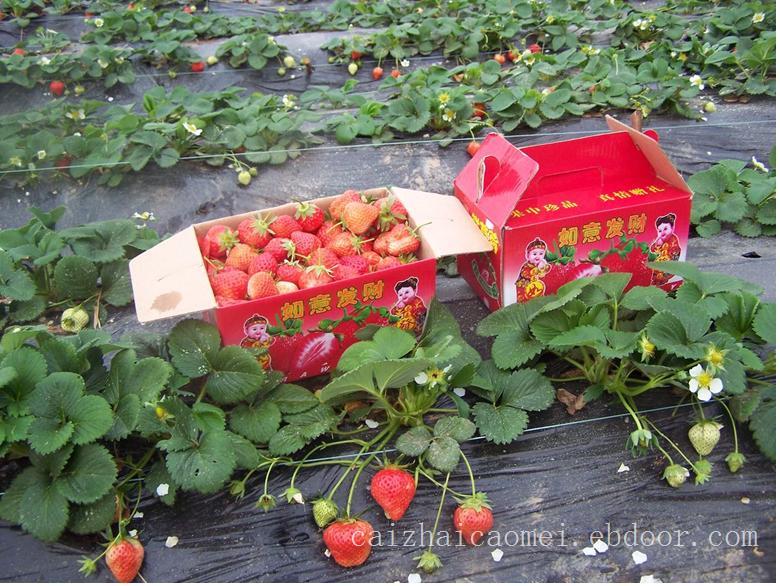 上海草莓采摘/上海草莓批发/上海草莓批发价格
