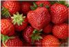 上海采摘草莓/上海草莓专卖/上海草莓价格