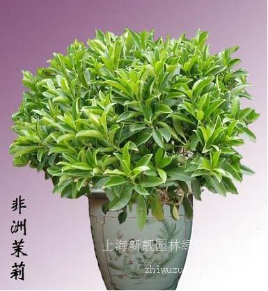 非洲茉莉-上海浦东非洲茉莉专业养殖-浦东专业植物养殖