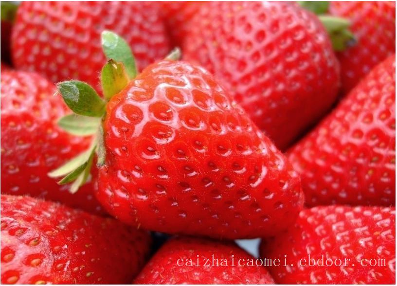 上海草莓采摘/上海草莓采摘价格/上海草莓批发