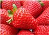 上海草莓采摘/上海草莓采摘价格/上海草莓批发