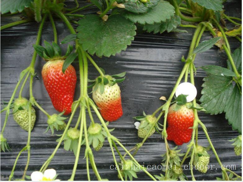 草莓采摘价格/上海草莓采摘