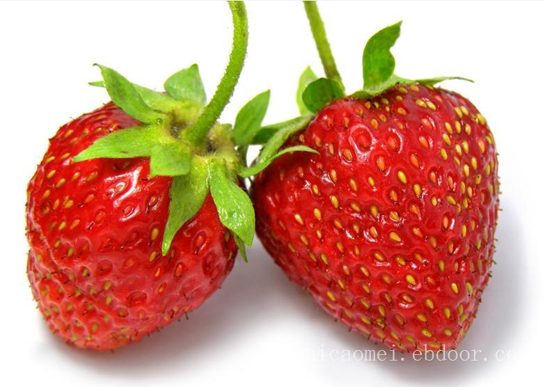 奶油草莓采摘/奶油草莓采摘价格/上海草莓批发