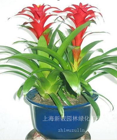 丹尼斯-丹尼斯养殖-浦东丹尼斯植物养殖