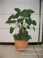 滴水观音