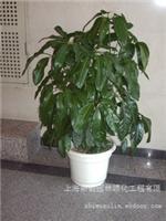 绿化租赁  招财树