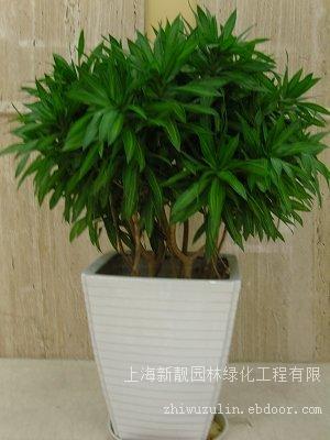 绿化租赁  百合竹