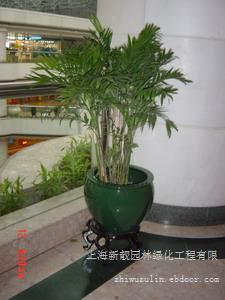 绿化租摆  夏威夷叶子