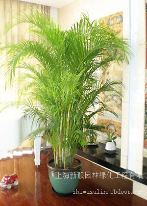 绿化租摆  夏威夷叶子