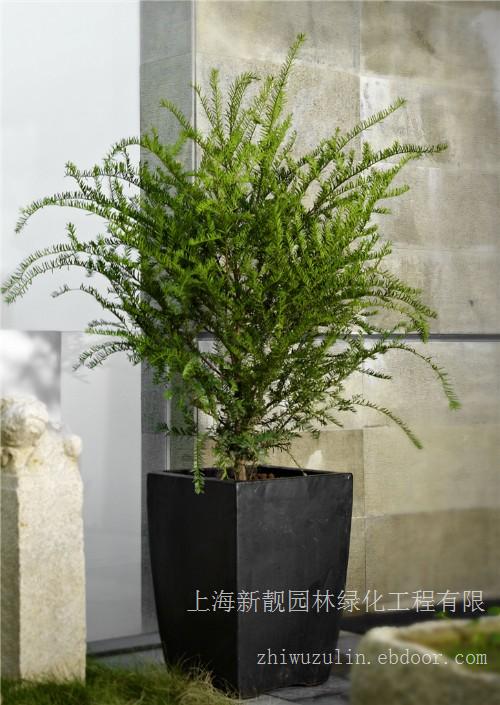红豆杉  绿化租赁