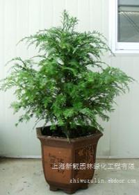 上海绿化租赁 红豆杉
