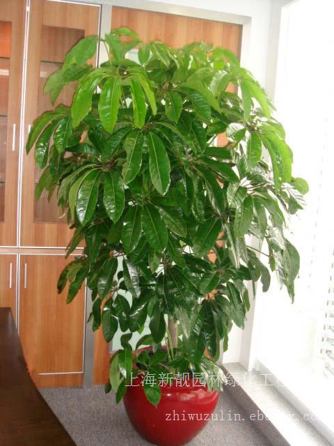 元宝树 绿化租赁