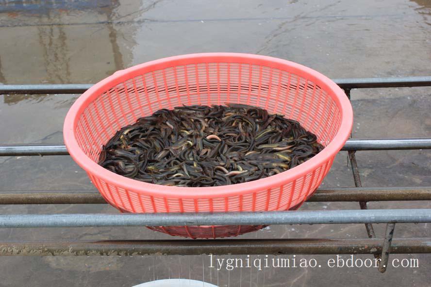 连云港泥鳅养殖场/出售连云港泥鳅
