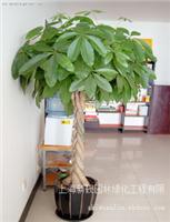 植物租摆 五编发财树