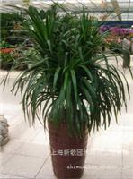 龙血树  绿植租摆服务