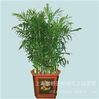 绿化租赁 夏威夷叶子