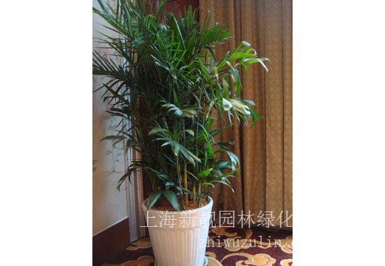 绿化租赁 夏威夷叶子