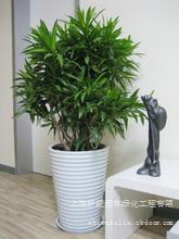 绿化租摆  百合竹
