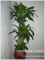 绿化租赁 巴西铁