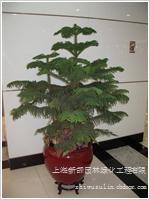 绿化租赁 南洋杉