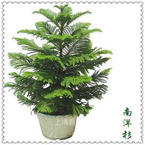 绿化租赁 南洋杉