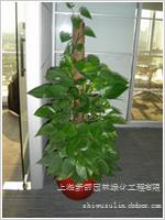 绿化租赁 大绿萝
