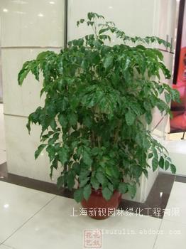 绿化租赁 绿宝
