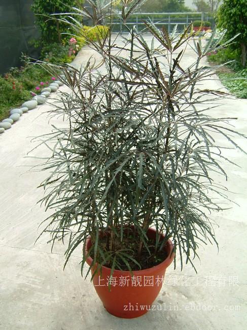 绿化租摆 孔雀木