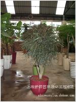 绿化租摆 孔雀木