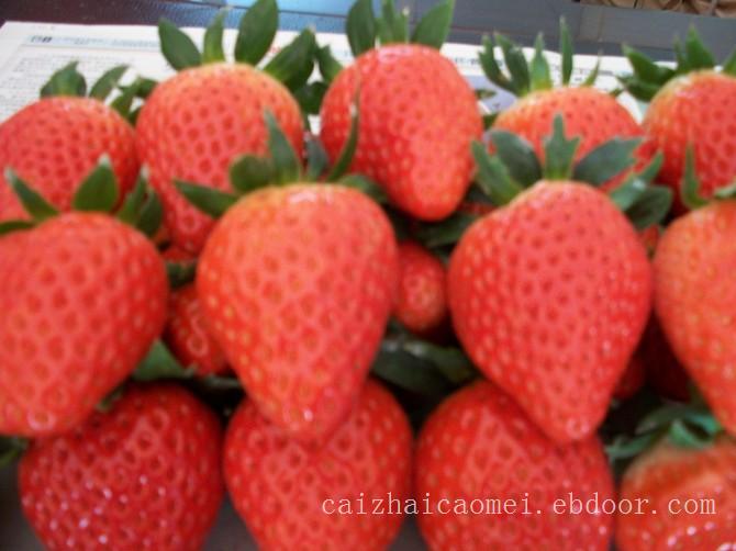 上海草莓采摘园,浦东草莓采摘园