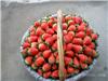 上海有机草莓采摘园