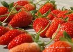 上海摘草莓一日游_上海摘草莓