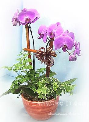 上海浦东花卉种植传授
