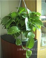 上海浦东植物租赁电话联系