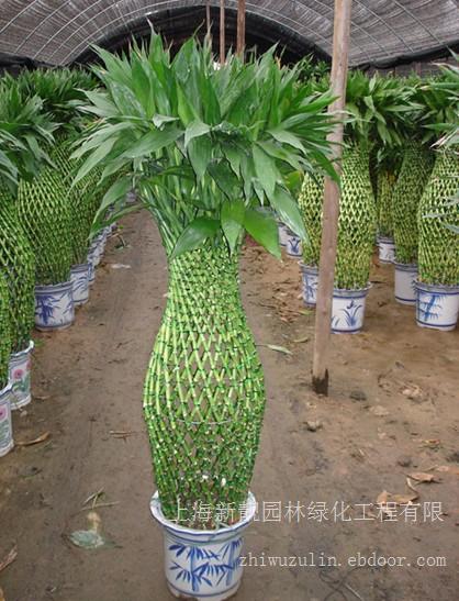 上海植物租赁-开运竹您也需要的