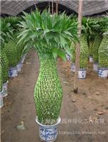 上海植物租赁-开运竹您也需要的