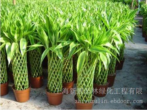 上海植物租赁-开运竹您也需要的