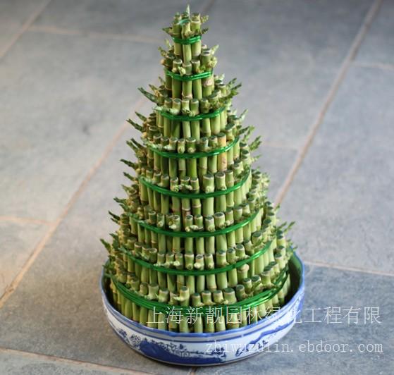 上海浦东花卉种植-浦东种植咨询电话