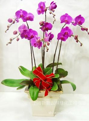 浦东植物租赁-上海浦东植物租赁