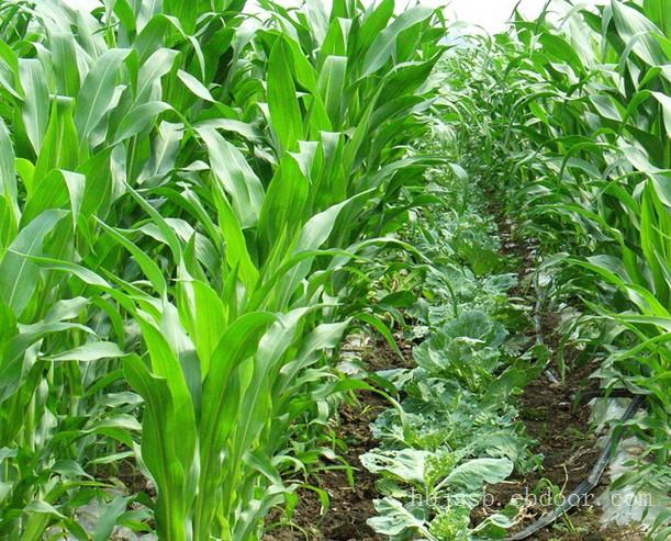 内蒙古滴灌管批发厂家