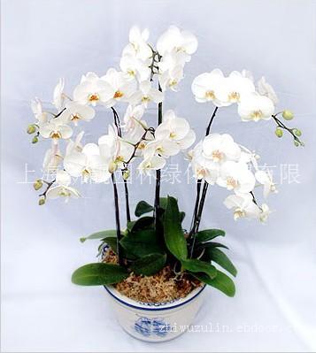 上海花卉租赁，上海花卉租赁价格，上海花卉租赁咨询
