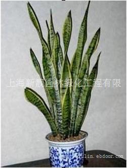 上海办公室植物租赁-上海浦东办公室植物租赁-上海办公室绿植租赁电话13166380015